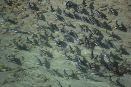 Pink salmon return to spawn in the upper Skagit River.