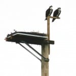 Photo of osprey and nest platform.