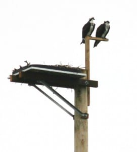 Photo of osprey and nest platform.