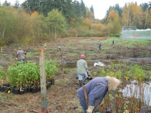 Photo of Seattle City Light crews planting trees and shrubs at Wilburton Park.