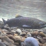 Photo of a Chinook salmon.