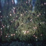 Photo of holiday lights.