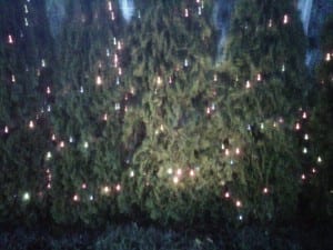 Photo of holiday lights.
