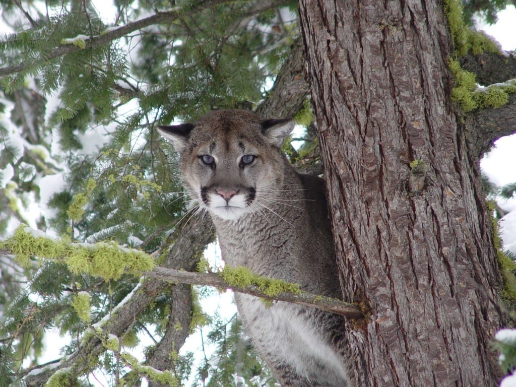 Photo of adult male cougar