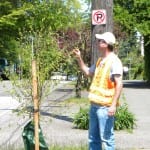 Photo of City Light employee inspecting a tree.