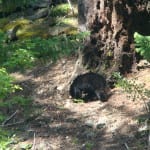 Photo of a black bear.
