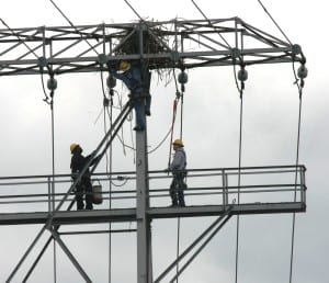 Photo of crew removing nest from transmission tower.