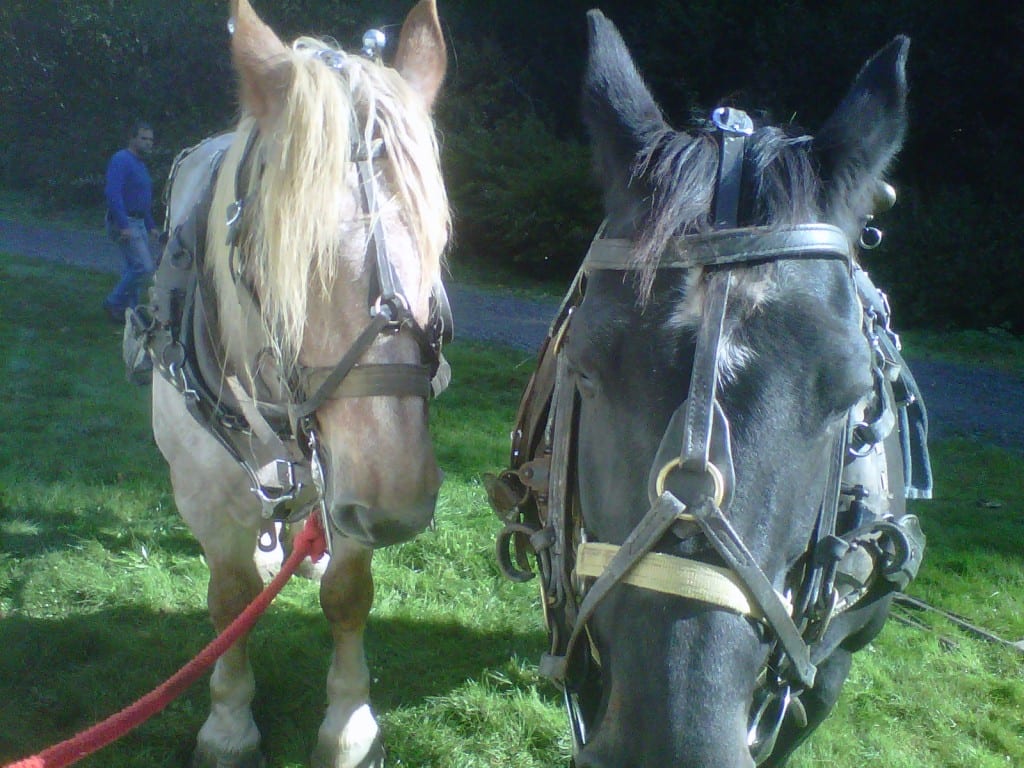 Photo of draft horses Clyde and Java.