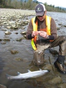 Photo of fish researcher with a steelhead in the Skagit River.