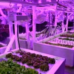 Photo of hydroponics equipment.