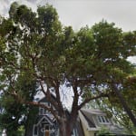 Photo of Pacific madrone tree.