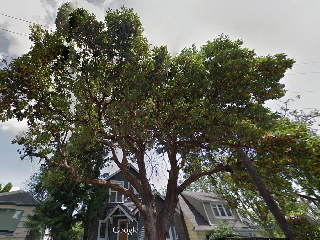 Photo of Pacific madrone tree.
