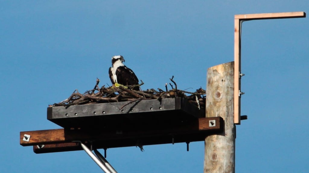 Success! The osprey pair enjoy their new deluxe accommodations, provided by Seattle City Light. Photo courtesy of Sound Transit's Keith Sherry.