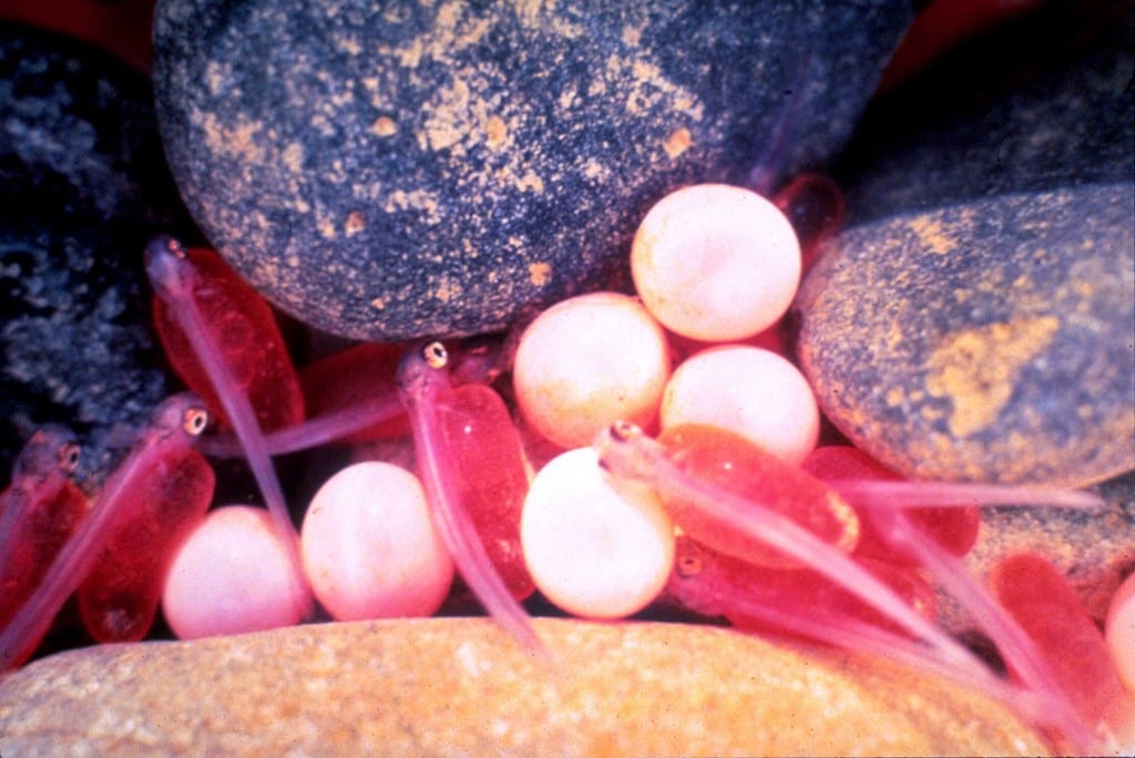 Photo of salmon eggs and fry in a redd, or nest.