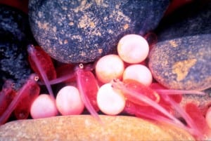 Photo of salmon eggs and fry.
