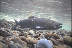 Photo of a Chinook salmon