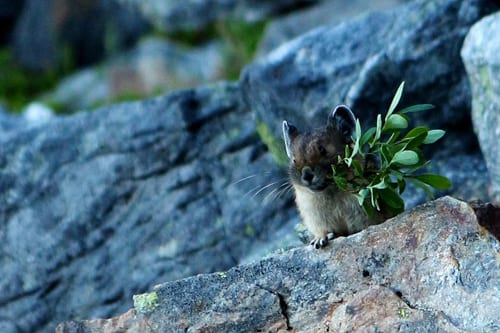 The American Pika, a small creature that lives in the North Cascades and is a relative the to the rabbit. 