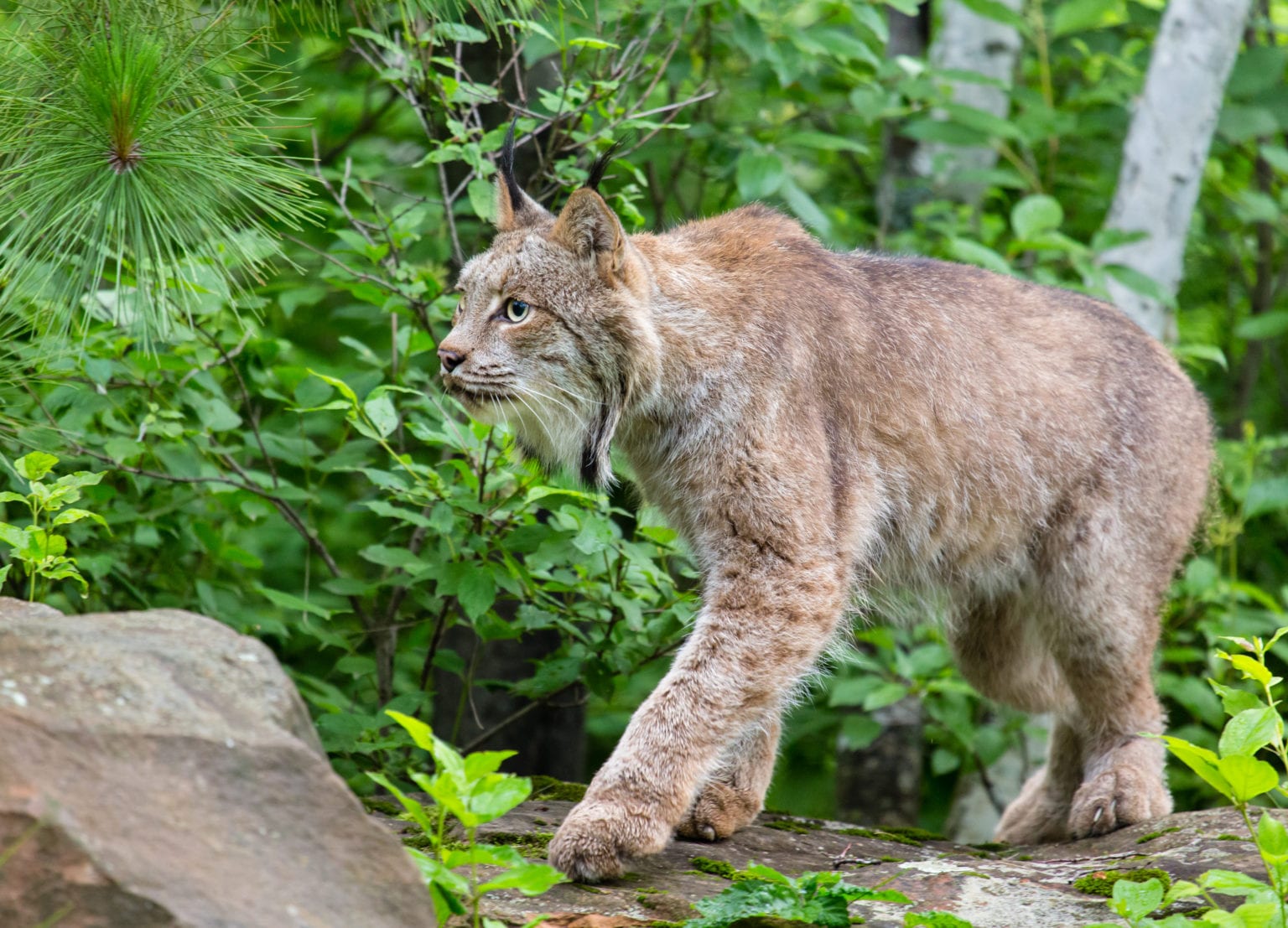 Seattle City Light Announces Recipients Of 2020 Wildlife Research 