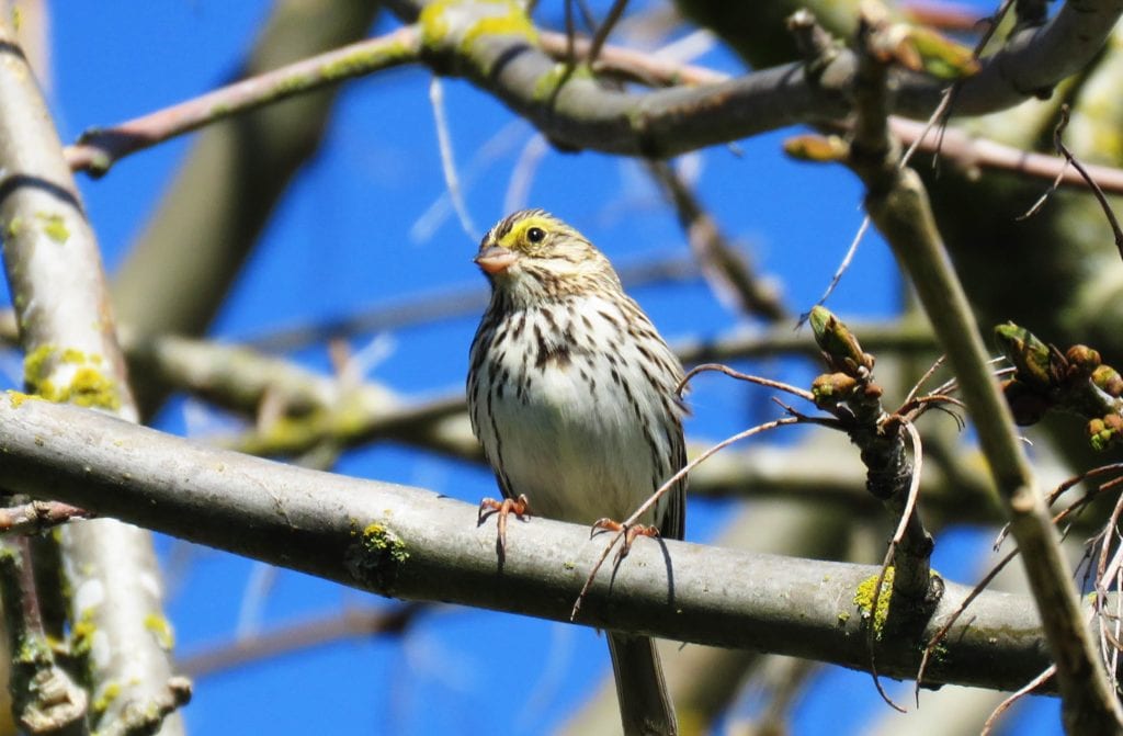 Close-up of a Savannah Sparrow on a branch