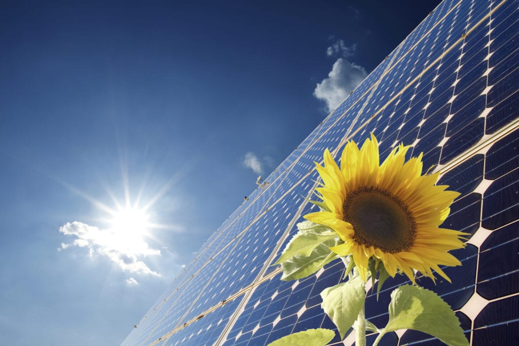 Solar Panels and Flower