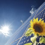 Solar Panels and Flower