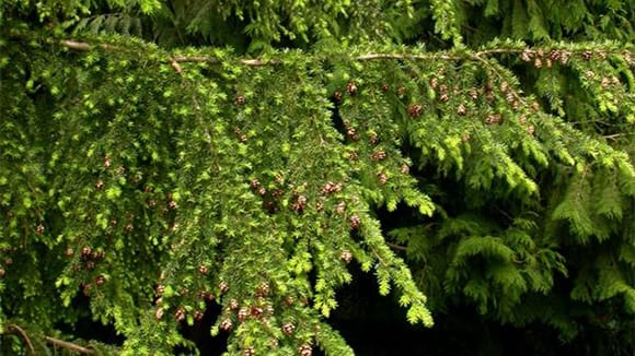 Western Hemlock tree