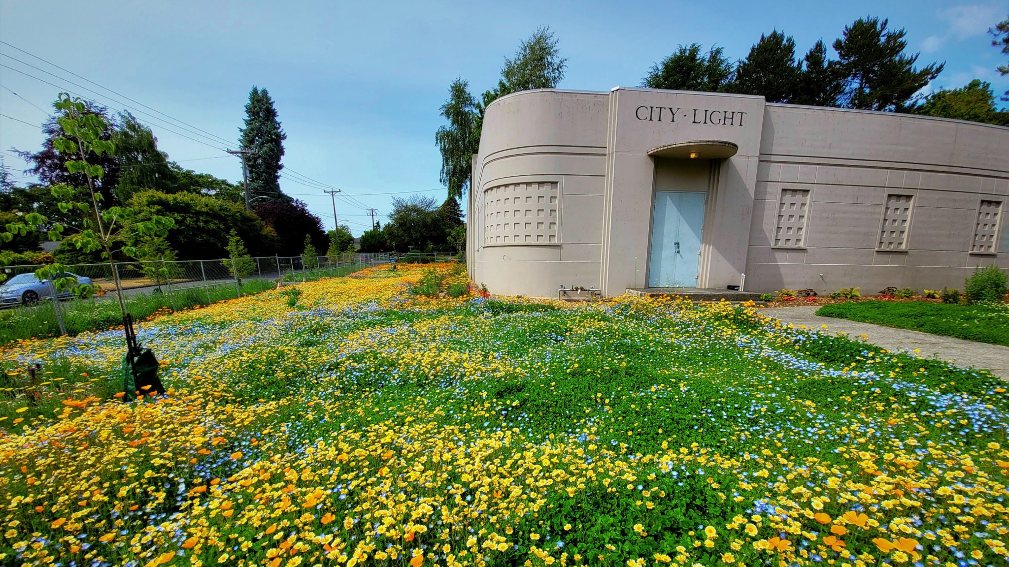 Native grasses and flowers in the landscaping of City Light's Magnolia Substation
