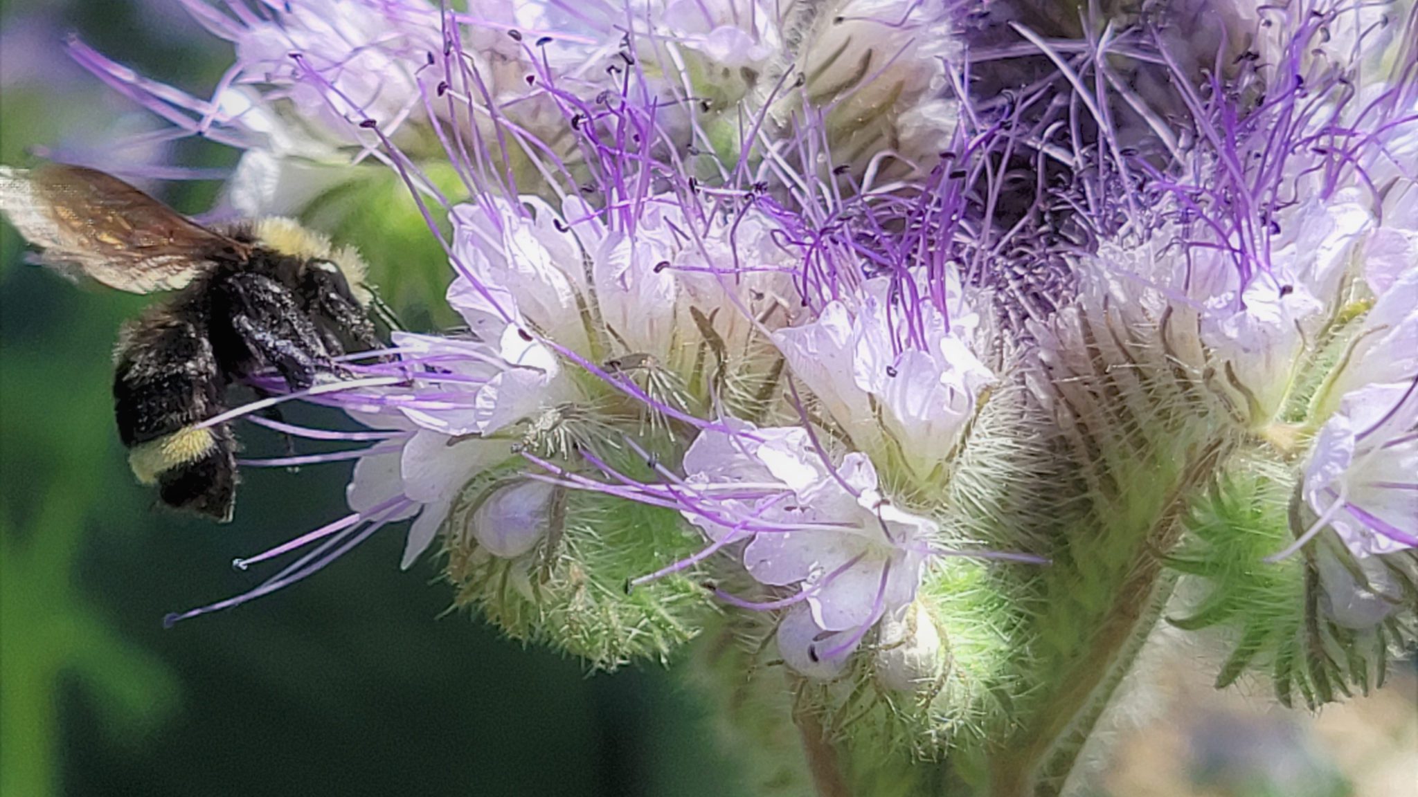 Bee landing on a flower