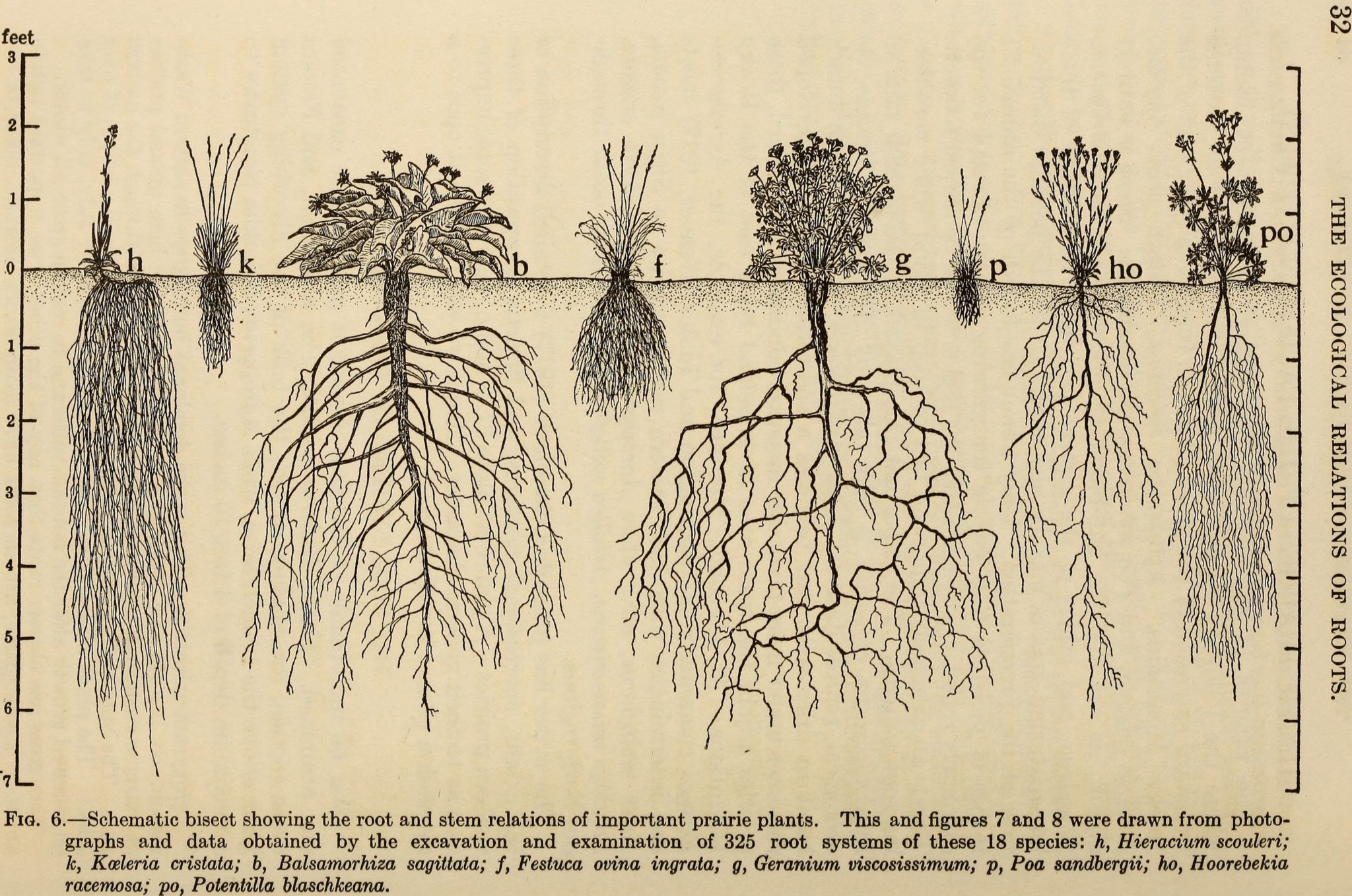 Drawing of native plants showing the comparative root depth of each