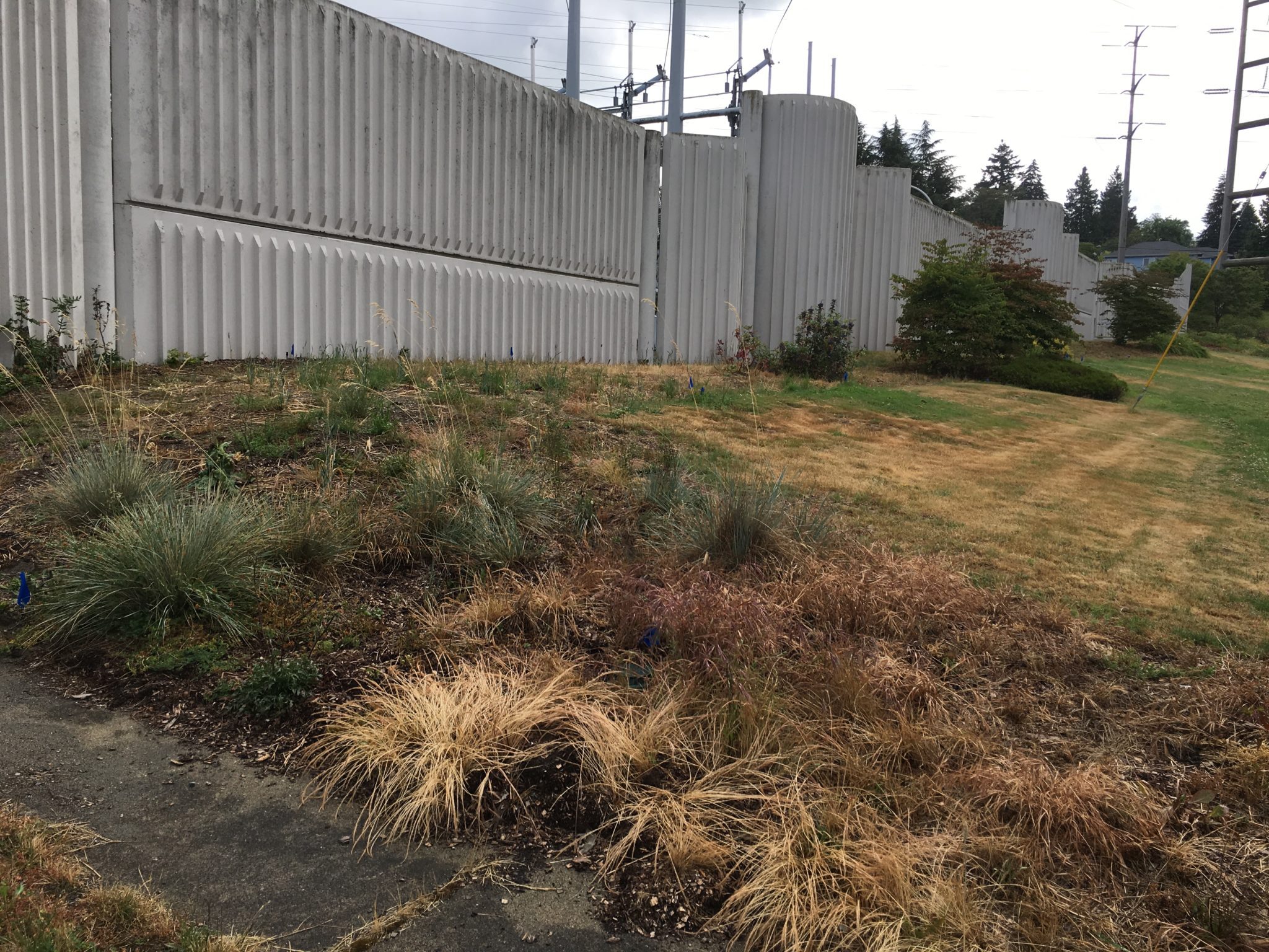 Creston-Nelson Substation's previous yard with dead yellow plants and a bare lawn