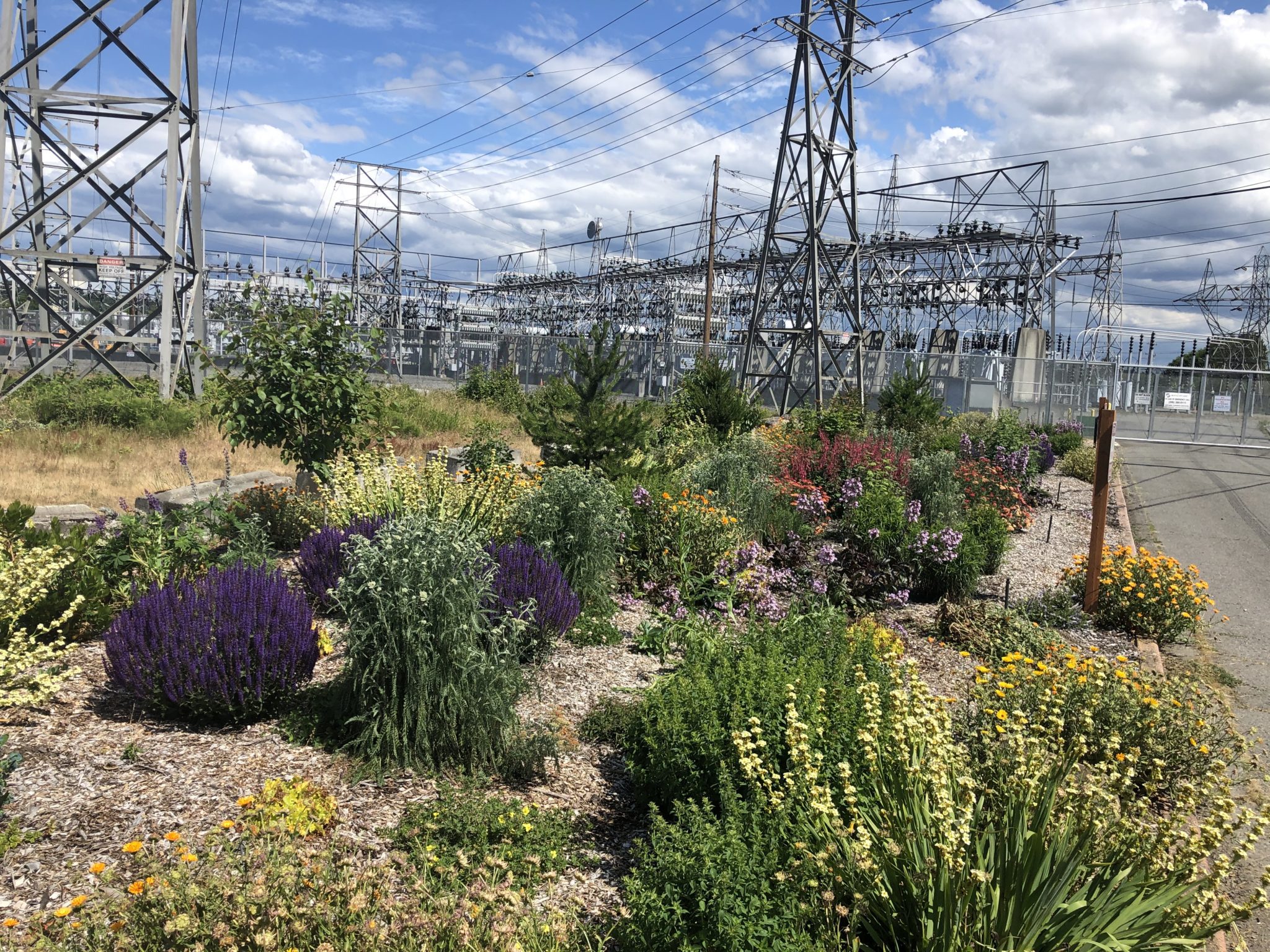 Duwamish Substation grounds planted with green, yellow and purple plants and shrubs
