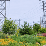 Pollinator garden with trees underneath City Light transmission towers