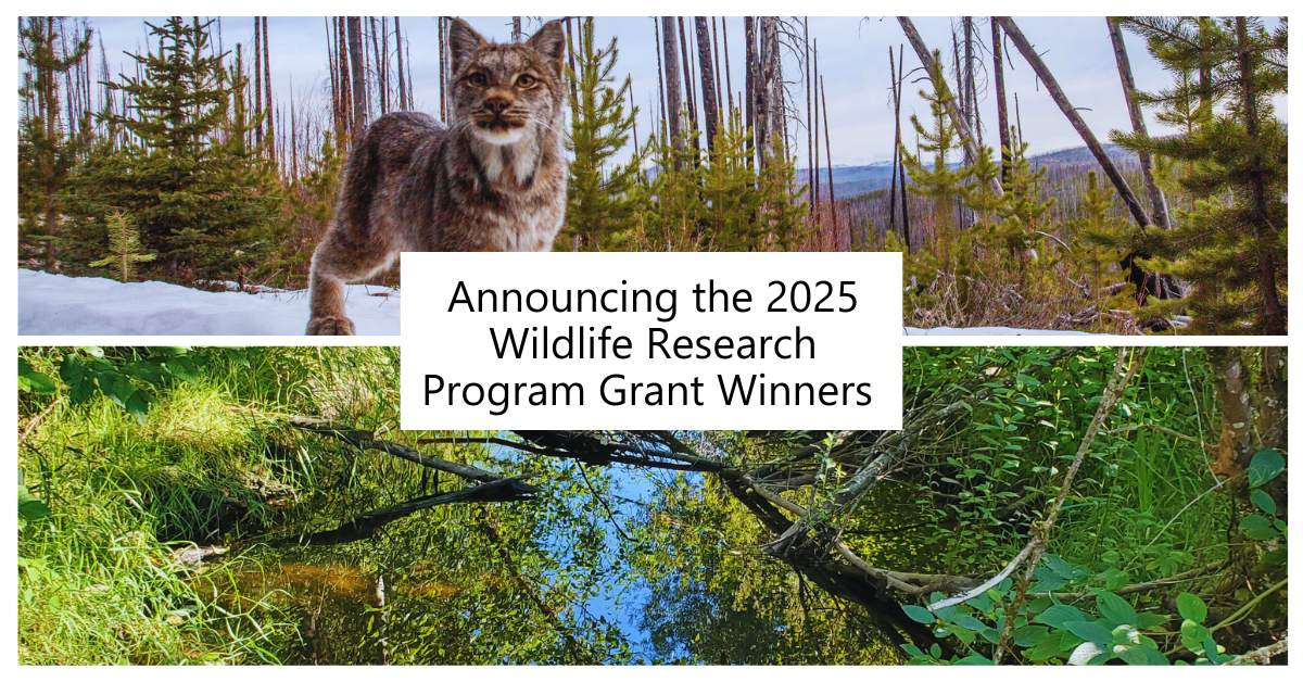 2025 wildlife research grant awardees collage